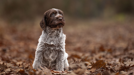 puppy in de herfst