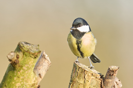 Zie ik er niet stralend uit?