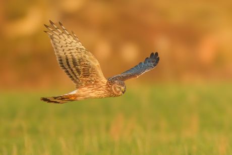 Blauwe kiekendief (v)