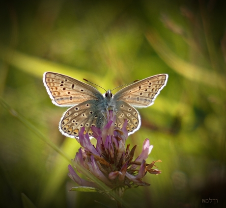 In the spotlights.......