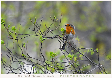 Roodborst