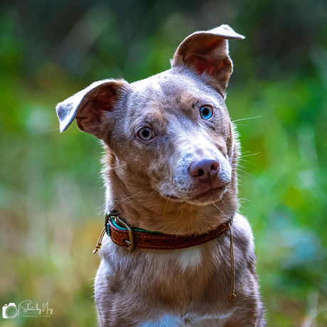 Two coloured eyes dog...