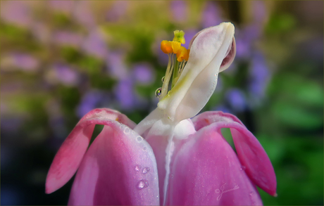 Een gebroken hart..........💔