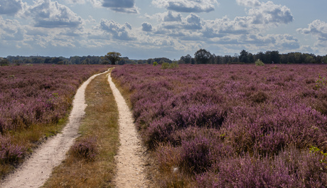 Zuiderheide