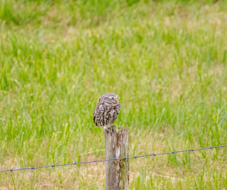 Steenuiltje deed even haar snaveltje toe