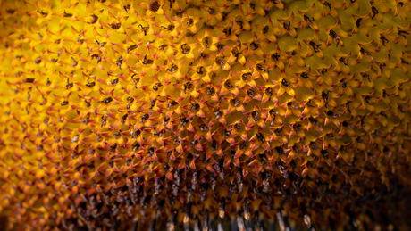 Close up van zonnebloem 