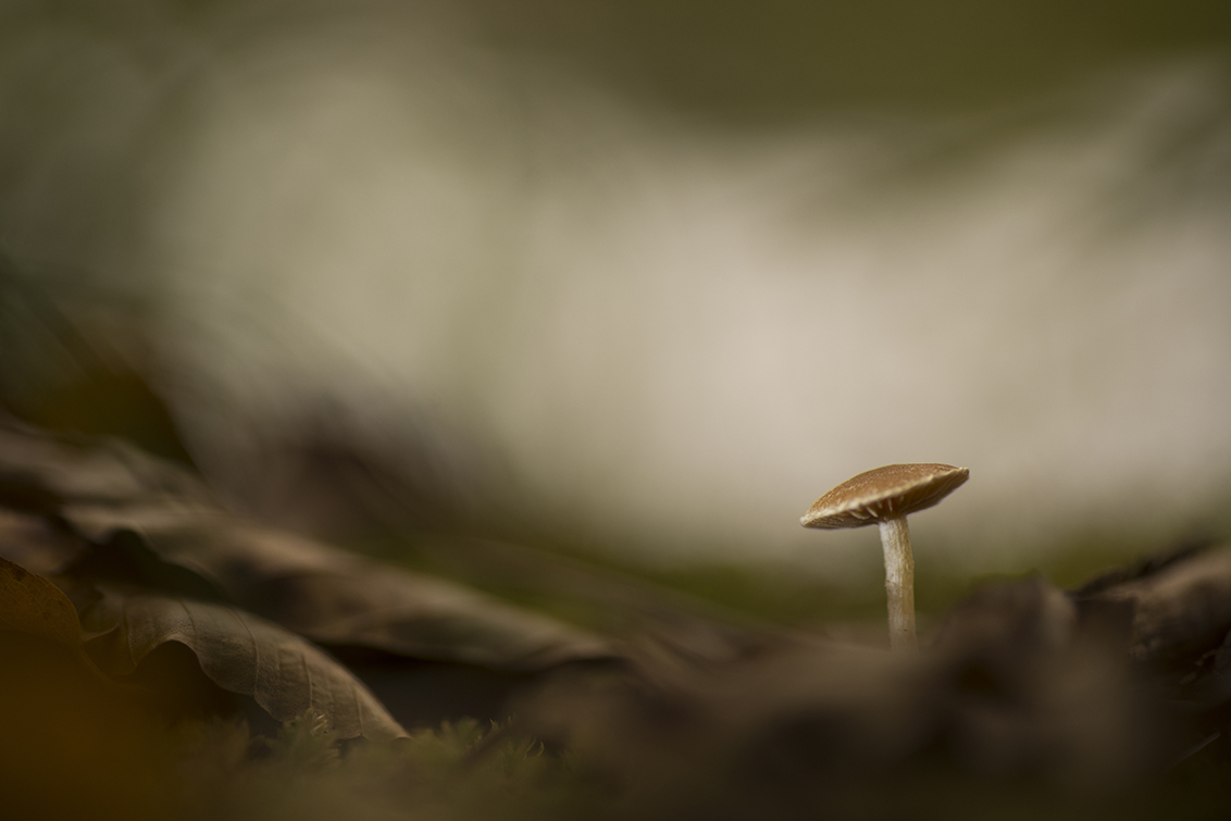 On my own - Een paddenstoeltje dat eenzaam aan de waterkant stond - foto door birgitte61 op 21-10-2021 - locatie: Papeweg 36, 2245 AE Wassenaar, Nederland - deze foto bevat: herfst, paddenstoel, bos, nederland, wassenaar, sony, slt-a99v, ----, iso 125, diafragma ƒ/3.5, sluitertijd 1/160s, brandpuntafstand 90mm, paddestoel, blad, natuurlijk landschap, hout, terrestrische plant, takje, plant, lucht, agaricaceae, schimmel