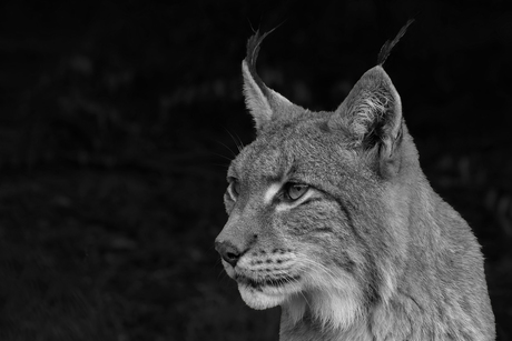 Statiefoto Lynx
