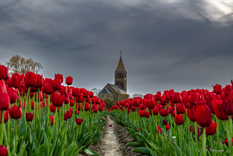 tulpen