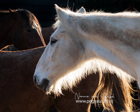 Kissed by the morning light