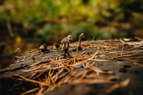 Paddestoelen op stam