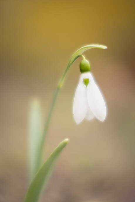Sneeuwklokje 