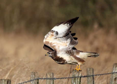 buizerd