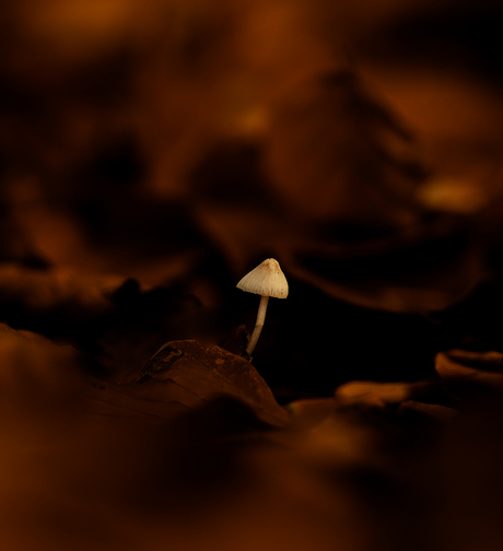 Alleen in het donkere bos