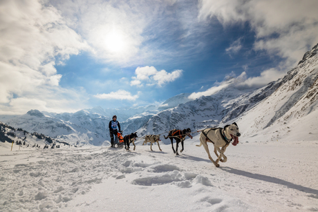 Sledehondenwedstrijd in Sportgastein, Oostenrijk