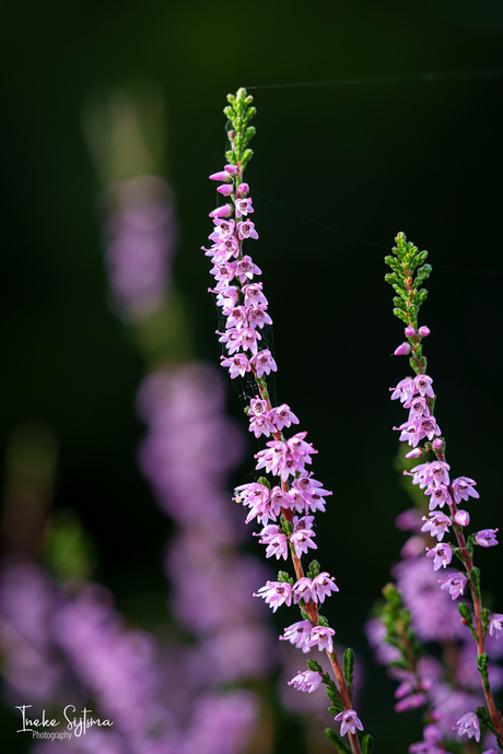 Bloeiende heide