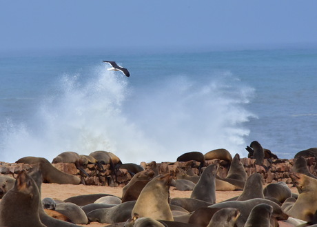 Seals