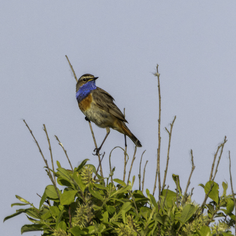Blauwborstje