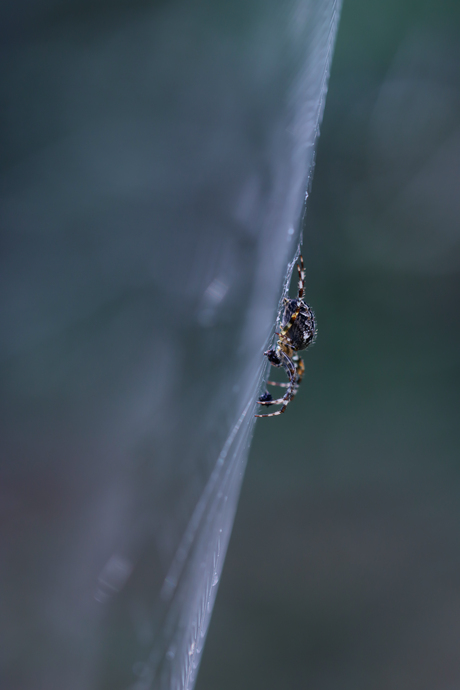 een griezelige halloween...