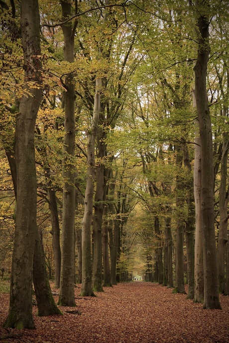 Het Leurse bos. 