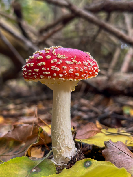 Kleurrijk in het bos