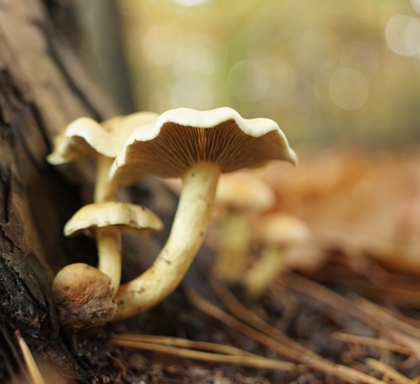 Zwavelkop 🍄‍🟫