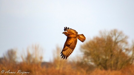 Buizerd