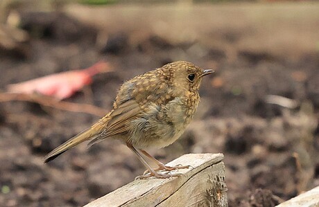 Jong roodborstje.