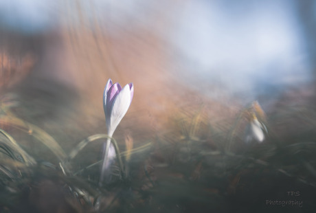 krokus
