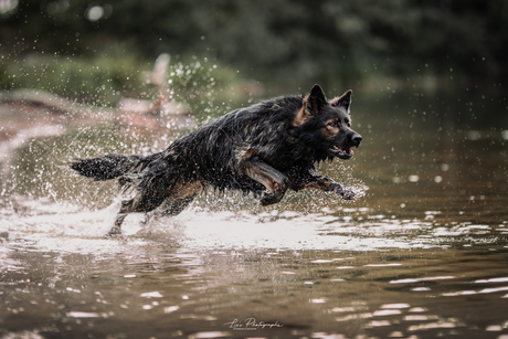 Oud duitse herder in het water