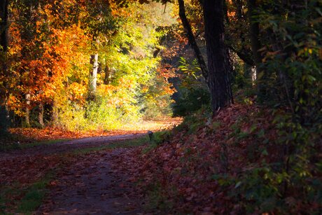 dromen in het bos