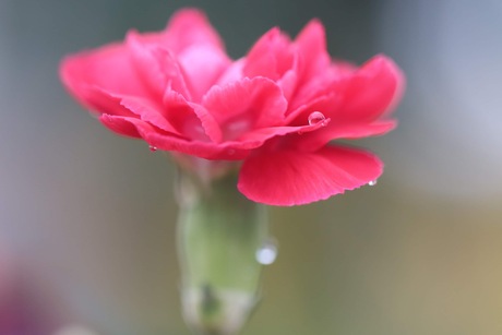 Flower on a rainy day