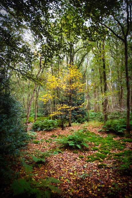 Hidden Autumn tree