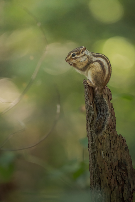 Bokeh in het bos