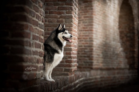 Pomsky bij de oude stadsmuur