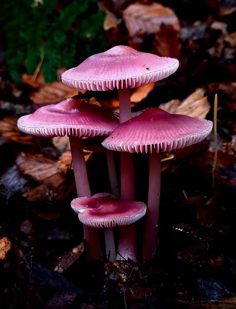 Groepje paddestoelen 