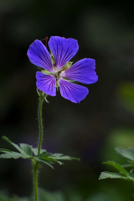 Geranium x magnificum