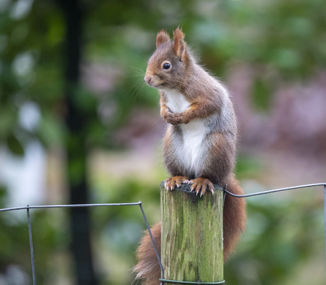 Eekhoorntje