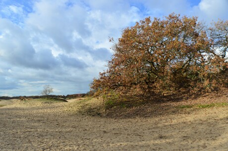 Loonse en Drunense duinen