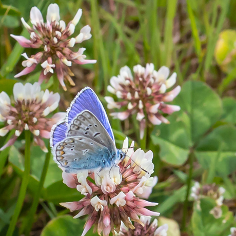 Heerlijke wandeling met vlinders