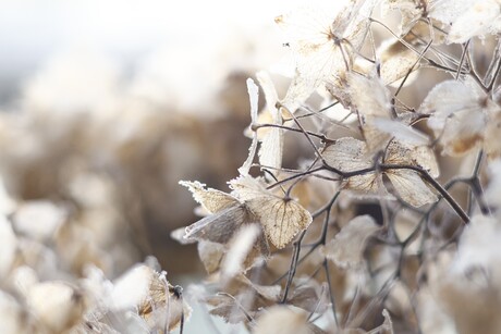 Hortensia