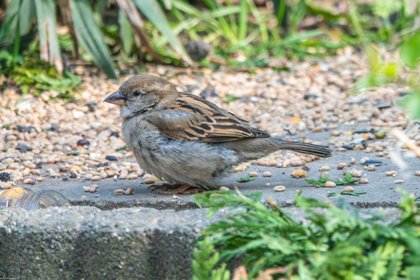 Eén van de "gewone" mussen