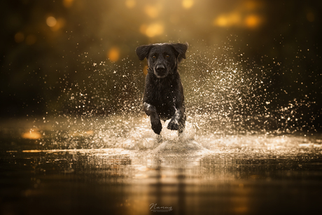 wings of water 