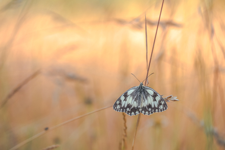 Dambordje in het morgenlicht 