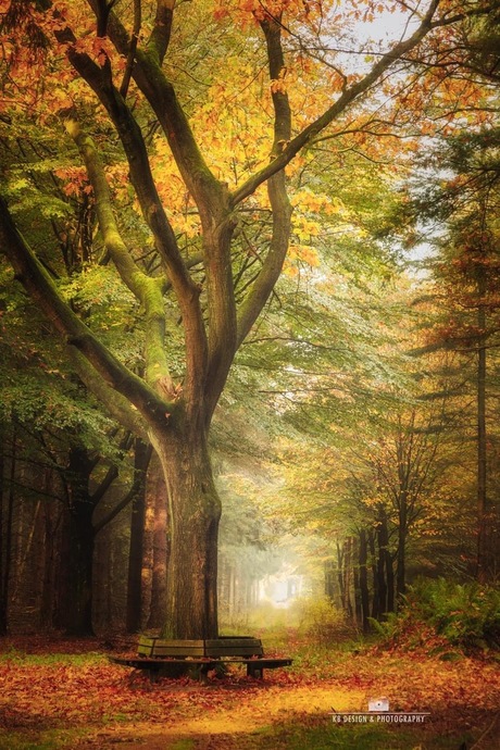 Herfst in het bos