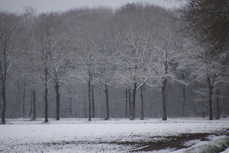 witte bomen