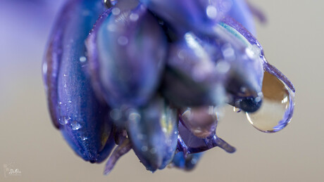 Blauwe klokjes betoveren in het voorjaar met hun klokvormige bloemen in wit, blauw of roze.