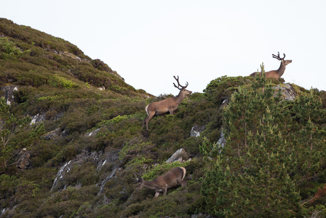 Drie edelherten in de bergen