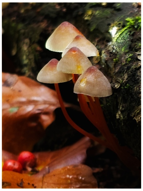 Mycena crocata