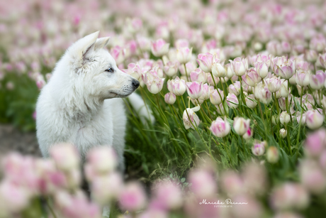 Zwitserse witte herder